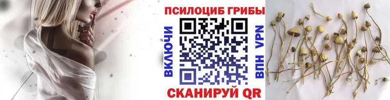 Псилоцибиновые грибы MAGIC MUSHROOMS  где купить наркоту  маркетплейс состав  Темников 